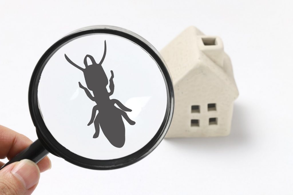 Pest Treatment Sunshine Coast | Ants, Mice, Rats & Termites