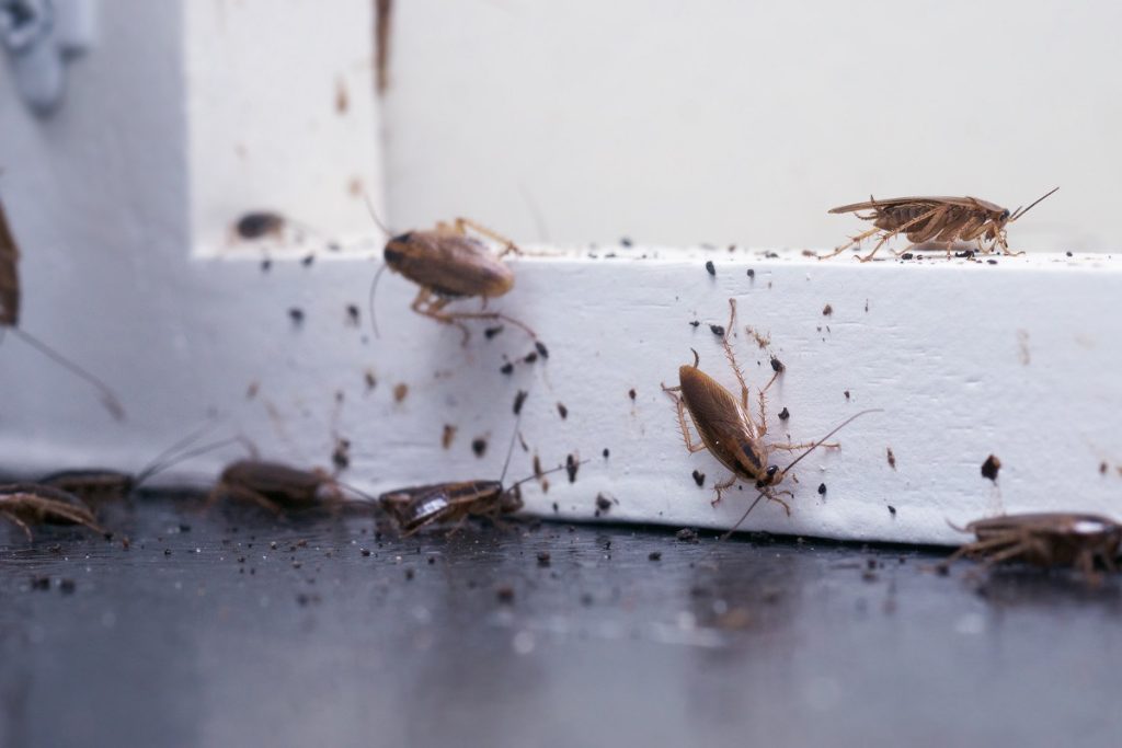 Close up of a cockroach infestation in a home