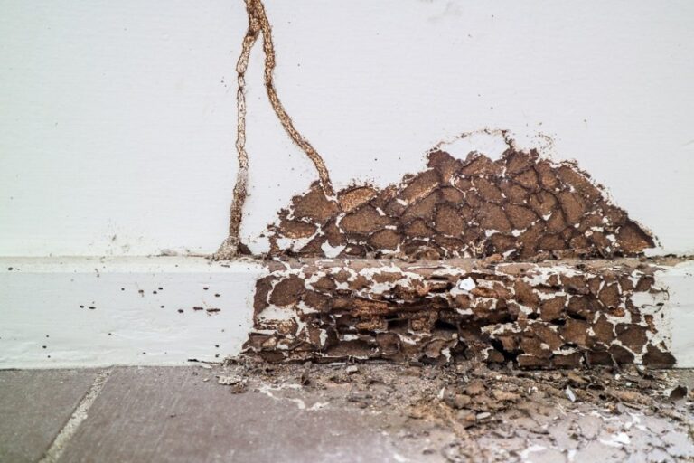 Termite Control on the Northside of Brisbane: What to Expect During Treatment