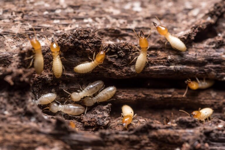 Protect Your North Brisbane Home from Termites: the Importance of Regular Inspections